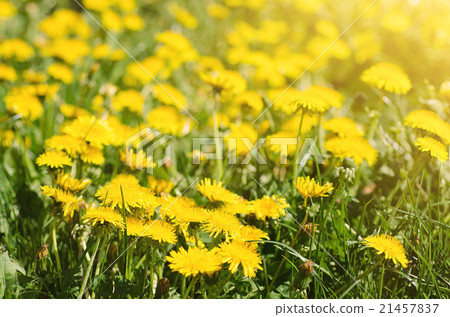 Dandelion flower meadow 21457837