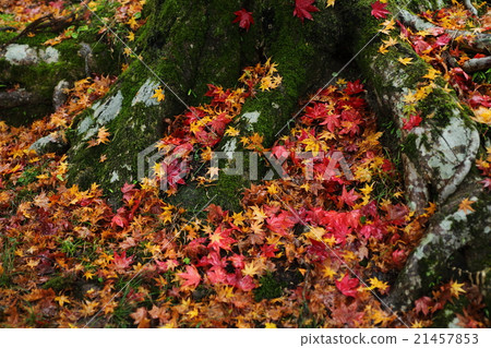 Fallen leaves of Ryu gaeraji 21457853