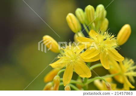 S. African plant Bulbine 21457863