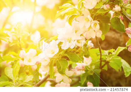 Apple tree flower 21457874