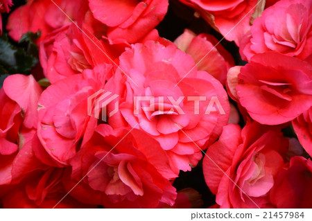 紅色Legas·秋海棠 紅色Legas·秋海棠 21457984