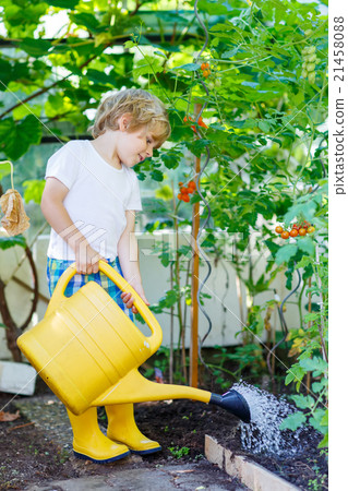 little kid boy watering plants in greenhouse  21458088