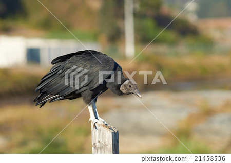 Black Vulture 21458536