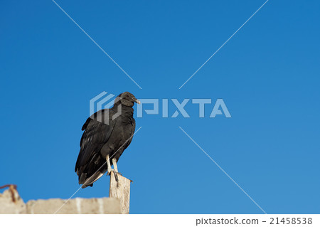 Black Vulture 21458538