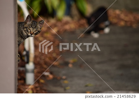 Cat Cat 21458629