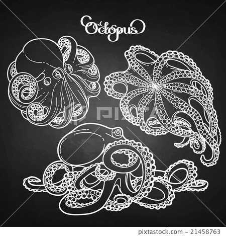 Graphic octopus collection 21458763