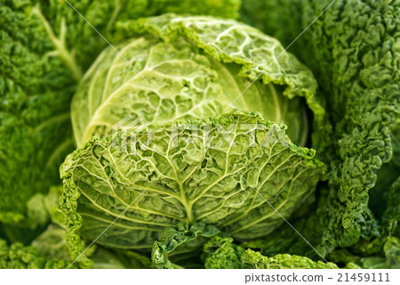 Brussels sprouts Brussels sprouts 21459111