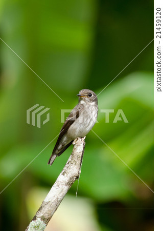 brow fly catcher brow fly catcher 21459120