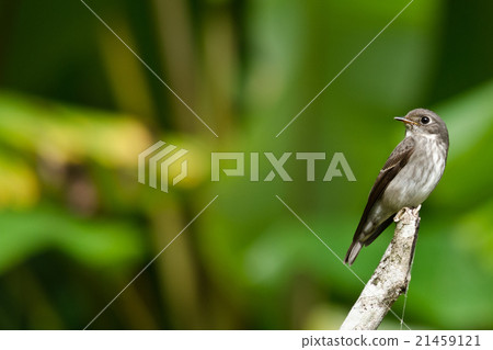 brow fly catcher brow fly catcher 21459121