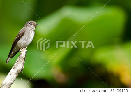 brow fly catcher brow fly catcher 21459123