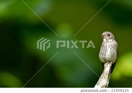 brow fly catcher brow fly catcher 21459125