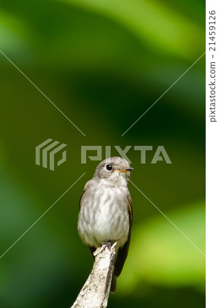 brow fly catcher brow fly catcher 21459126