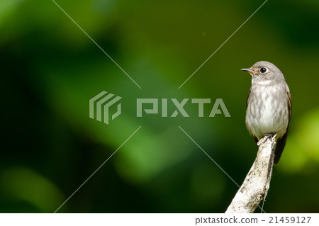 brow fly catcher brow fly catcher 21459127