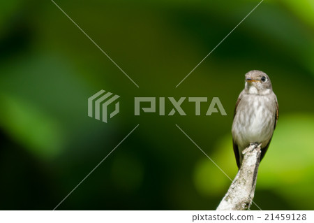 brow fly catcher brow fly catcher 21459128