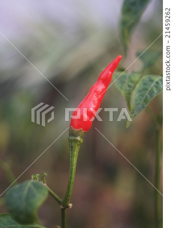 Red chilli on tree 21459262