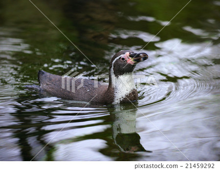Penguin Penguin 21459292