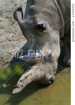 Rhinoceros-1 Rhinoceros-1 21459302