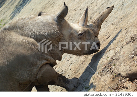 Rhinoceros 2 Rhinoceros 2 21459303