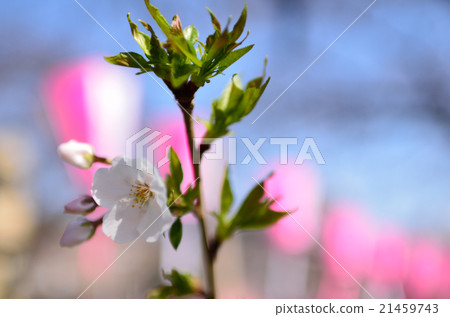 2016年Sakura-16 2016年Sakura-16 21459743