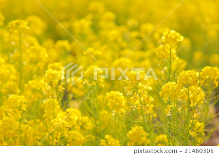 強姦花田② 21460305