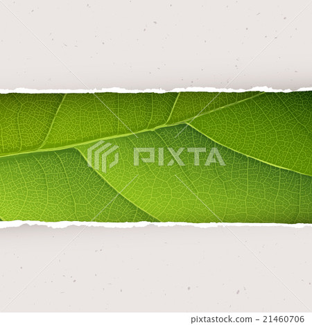 Green leaf texture under torn paper plates Green leaf texture under torn paper plates 21460706