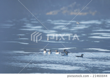 A group of summer wings' sea glasses A group of summer wings' sea glasses 21460844