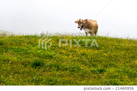 Cow grazing in the fog 21460956