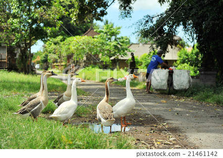 A duck crossing the Bali road 21461142