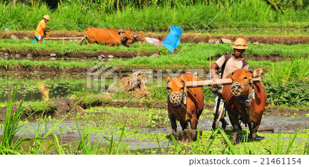 Farmer and cow tilling Bali rice field 21461154