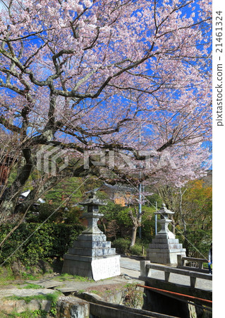 櫻花在哲學的道路上 櫻花在哲學的道路上 21461324