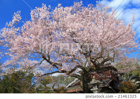 櫻花在哲學的道路上 櫻花在哲學的道路上 21461325