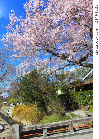櫻花在哲學的道路上 櫻花在哲學的道路上 21461326