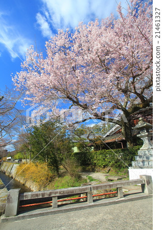 櫻花在哲學的道路上 櫻花在哲學的道路上 21461327