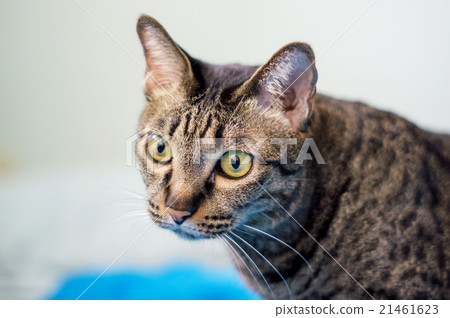 close-up of a grey striped cat, soft focus. 21461623