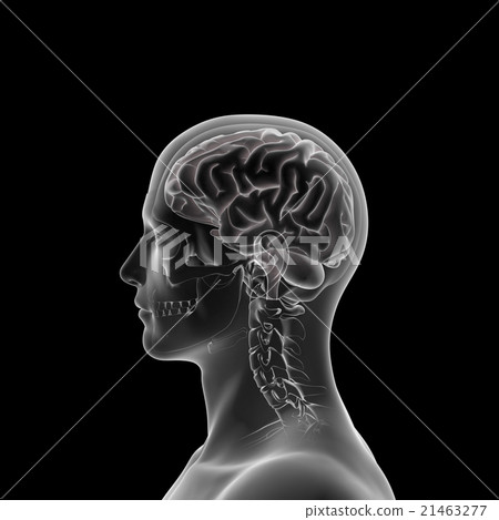 Brain model, medical human body model 21463277