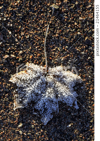 maple leaf covered with ice crystals 21464155
