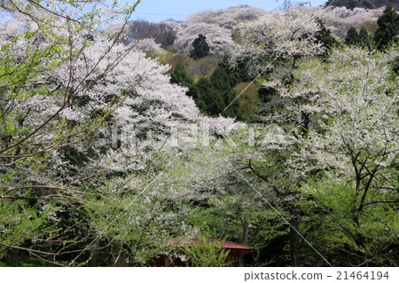 櫻花森林的Oyamida Higan 櫻花森林的Oyamida Higan 21464194