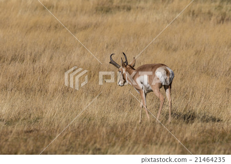 Pronghorn Antelope Buck Pronghorn Antelope Buck 21464235
