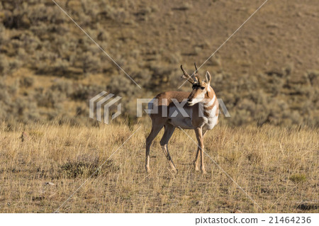 Pronghorn Antelope Buck 21464236