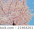 Photos Sakura and sky 21464261
