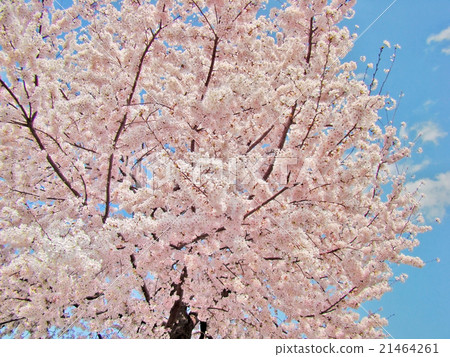 Photos Sakura and sky Photos Sakura and sky 21464261