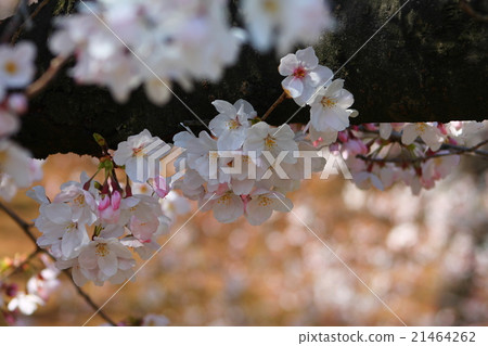 Cherry Blossoms Cherry Blossoms 21464262