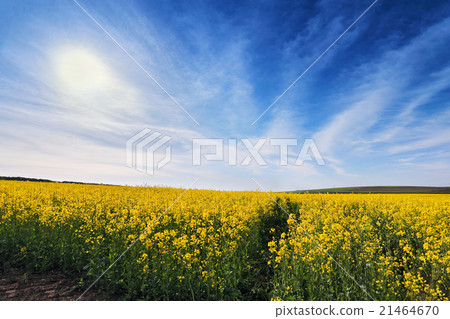 Spring colza fields. Blooming yellow flowers 21464670