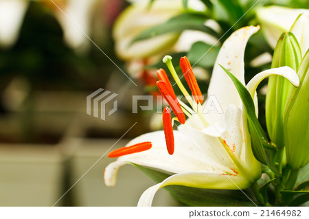 Beautiful white lily flowers 21464982