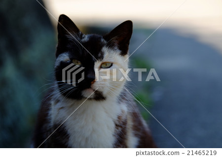 Masukijima上的貓 21465219
