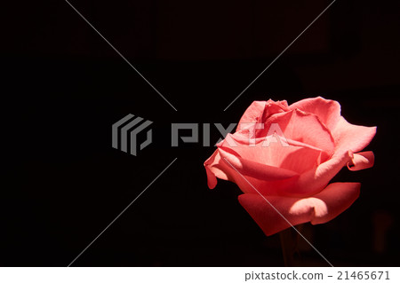 Rose flower black background Rose flower black background 21465671