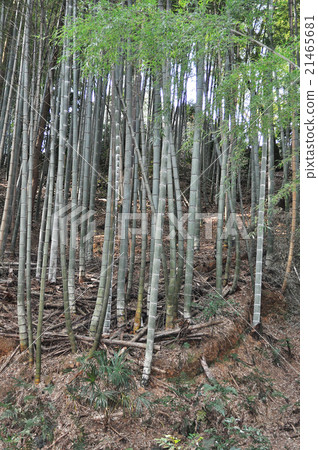 Bamboo Bamboo forest Bamboo Bamboo forest 21465681