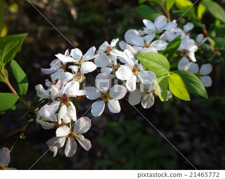 Pink Yukiyanagi's flower 21465772