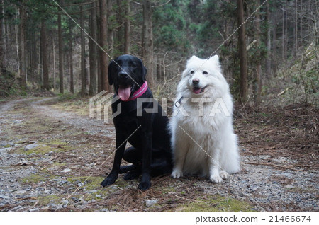 samoyed labrador