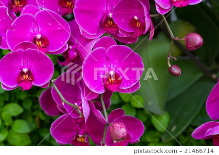 Beautiful Violet Orchid Flowers in the garden Beautiful Violet Orchid Flowers in the garden 21466714